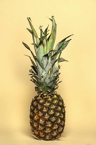 plant yellow and green pineapple pineapple