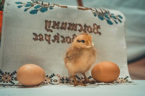 egg yellow chick bird