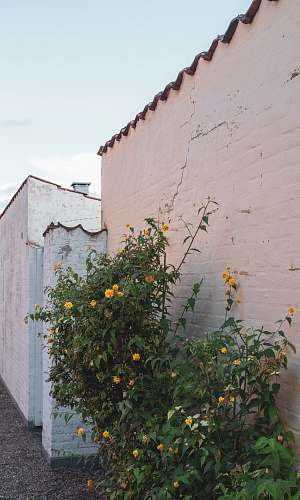 plant yellow flowers fruit