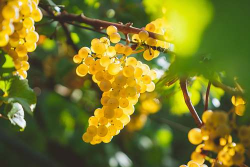 plant yellow grapes fruits fruit