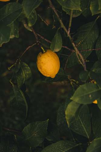 fruit yellow lemon plant citrus fruit