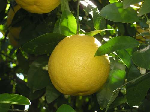 fruit yellow round fruit citrus fruit