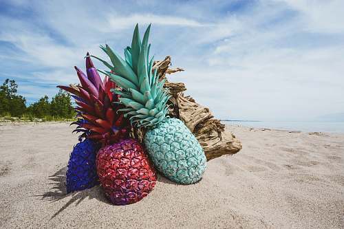 pineapple assorted-color pineappls plant
