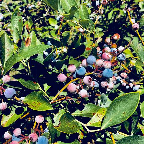 blueberry blue berries photograph plant