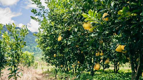 food green and yellow lemon trees during daytime citrus fruit