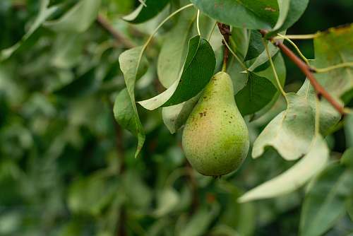 plant green avocado fruit pear