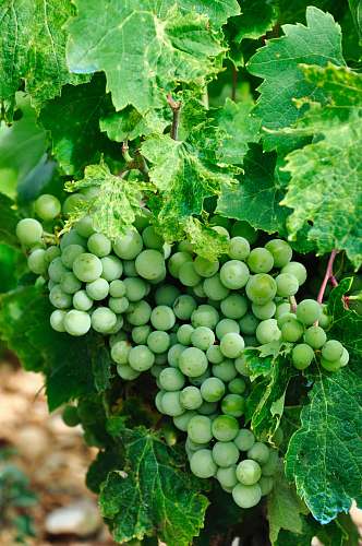 plant green grapes grapes