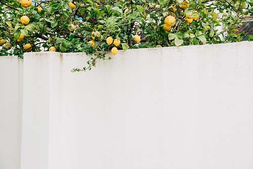 plant lemon tree beside white concrete wall citrus fruit