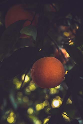 food orange fruit citrus fruit