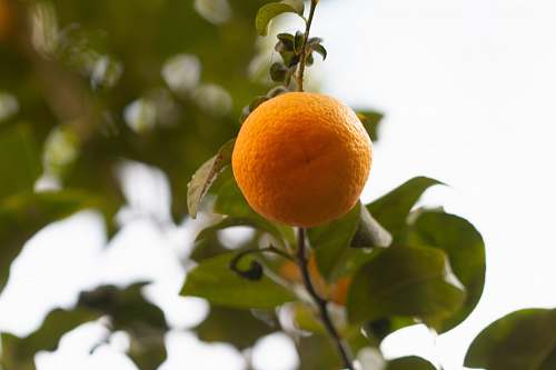 food orange fruit hanging from plant citrus fruit