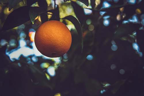food orange fruit on tree orange