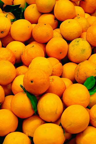 plant orange fruits on focus photography citrus fruit