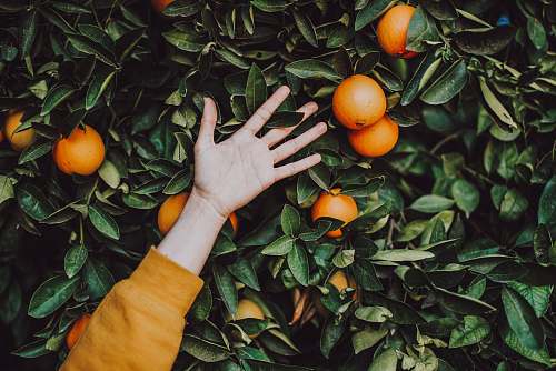 plant orange fruits orange