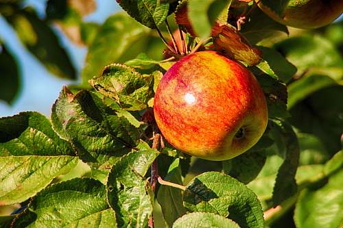 apple photo of red apple plant