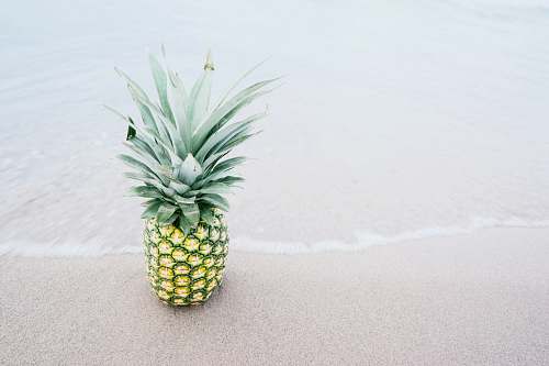 food photography of pineapple fruit beside seashore during daytime pineapple