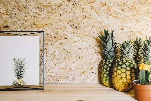 cactus pineapple fruit and succulent plant pineapple