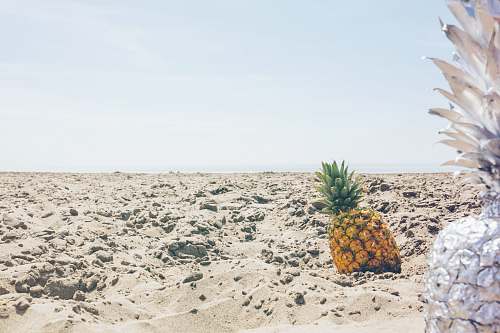 pineapple pineapple fruit on sand plant