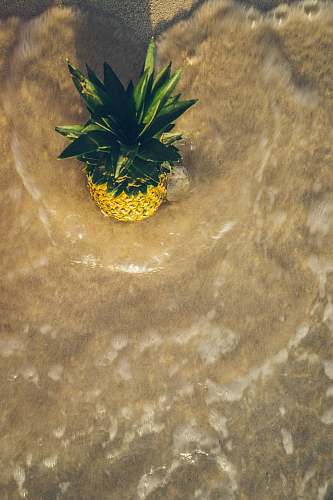 plant pineapple on brown surface pineapple