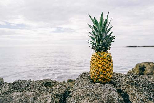 food pineapple on gray rock near body of water pineapple