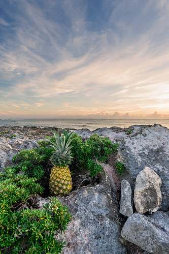 pineapple pineapple on rock boulder rock