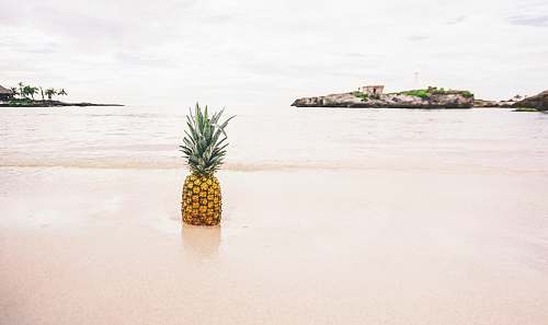 pineapple pineapple on the seashore photography plant