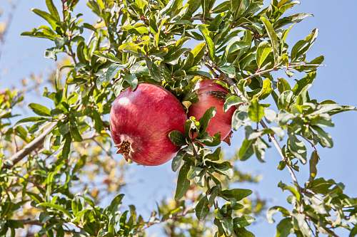 food red pomegranate fruits apple