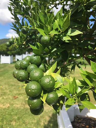 food round green fruits at daytime plant