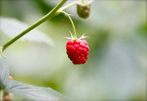 food selective focus photography of red raspberry raspberry