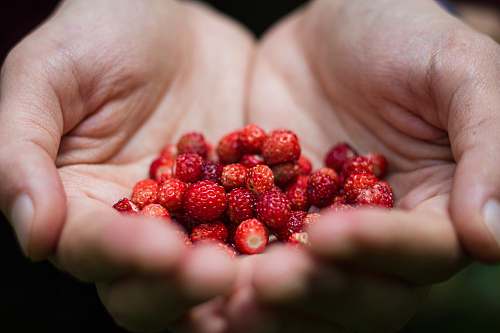 plant strawberries raspberry
