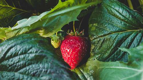 food strawberry fruit strawberry