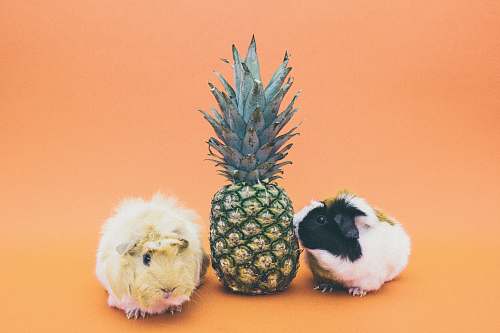 animal two guinea pigs beside pineapple fruit pineapple