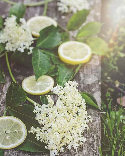 food white flowers and sliced of lemon citrus fruit