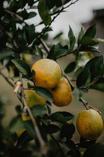 food yellow fruits plant
