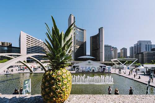 pineapple yellow pineapple near water fountain during daytime food