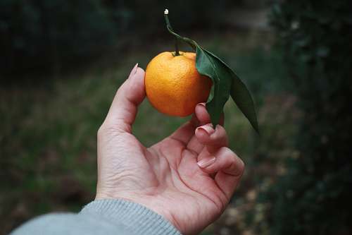 person person holding orange fruit citrus fruit