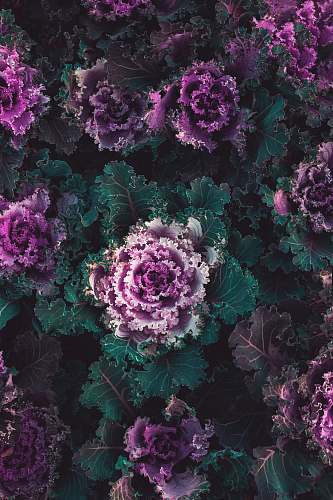 vegetable purple petaled flower cabbage