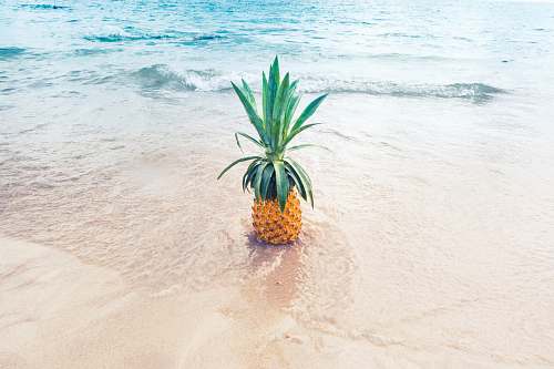 sea pineapple fruit on beach shore during daytime beach