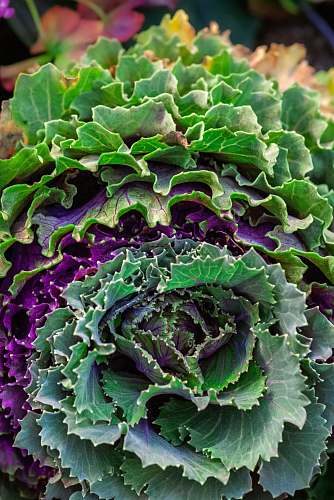 cabbage  food