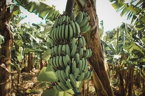 food banana plant banana
