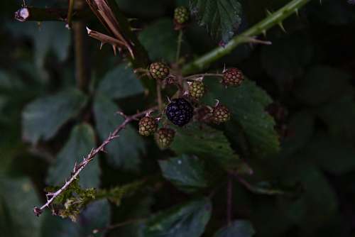 food black fruit close up photo fruit
