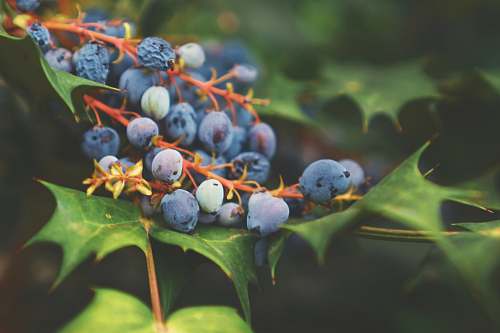 fruit blueberry fruit lot blueberry