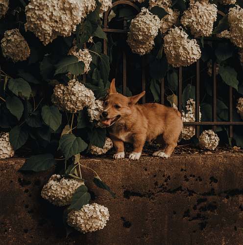 food brown corgi on concrete fence vegetable