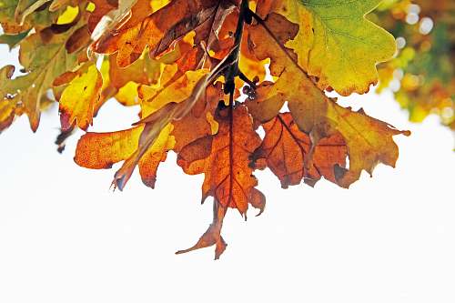 animal brown leaves leaf