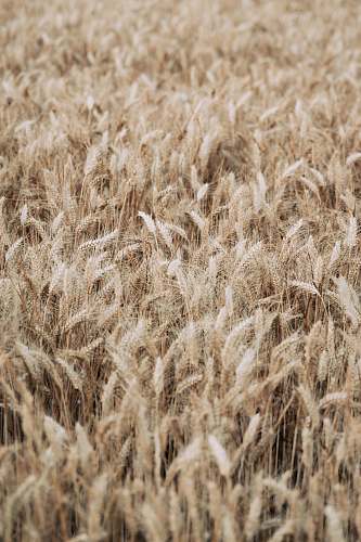food brown wheat field grain