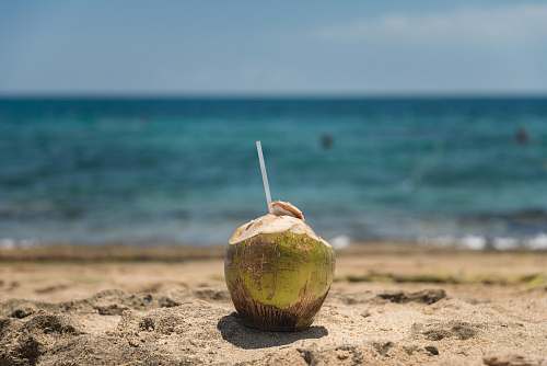 vegetable coconut beside body of water during daytime nut