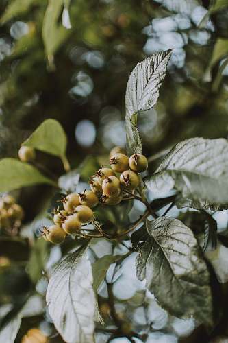 food green and brown leaf plant fruit