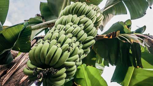 food green banana fruits and tree during daytime banana