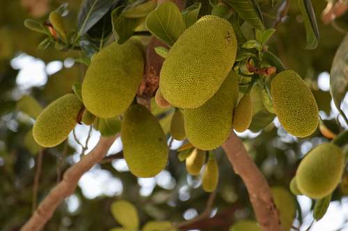 food green jackfruit produce