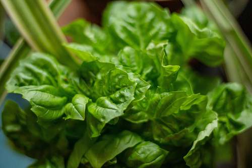 food green leaf spinach