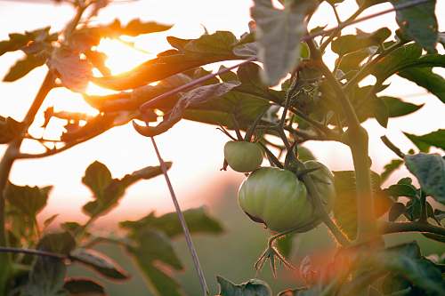 food green leafed plant in shallow focus photography fruit
